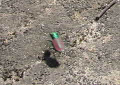 Cicindela splendida