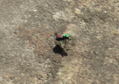 Cicindela splendida