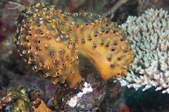 Polyandrocarpa polypora