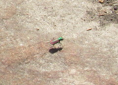 Cicindela splendida