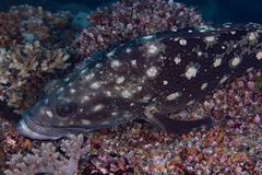 Epinephelus coeruleopunctatus