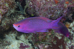 Mirolabrichthys pascalus