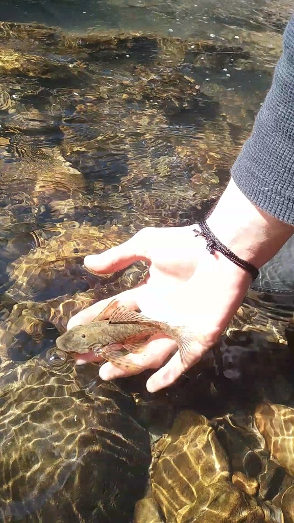 Dolichancistrus