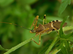 Zelus janus