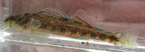 Alabama Darter