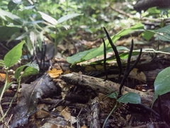 Image of Ophiocordyceps robertsii