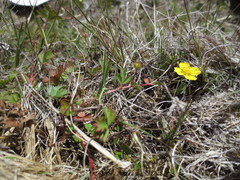 Potentilla anglica