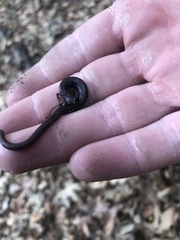 Batrachoseps major major