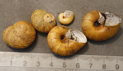 Rhytida stephenensis