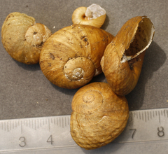 Rhytida stephenensis