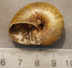 Rhytida stephenensis