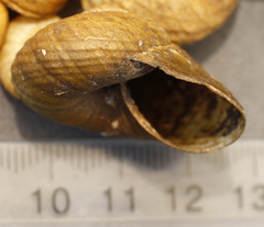 Rhytida stephenensis