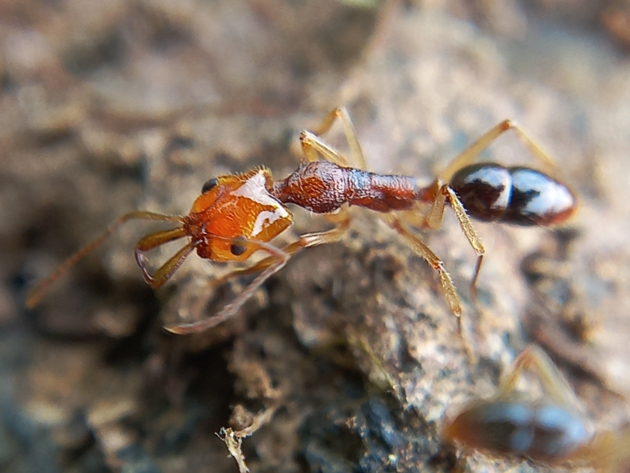 Anochetus yerburyi