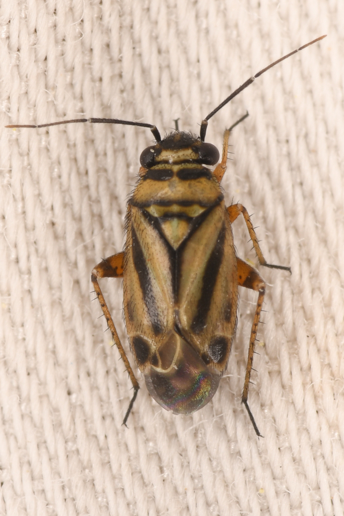 Phyllopidea picta