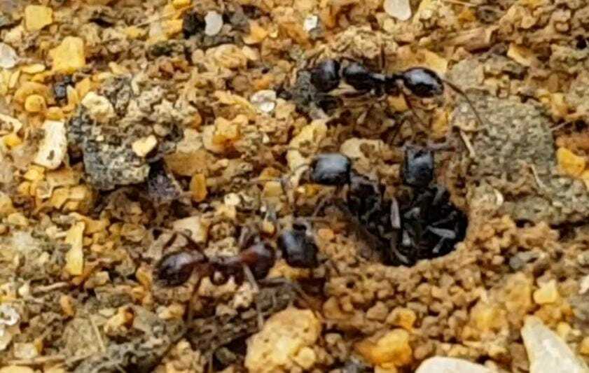 Goniomma decipiens