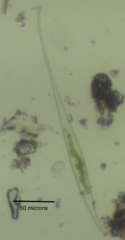 Closteriopsis longissima