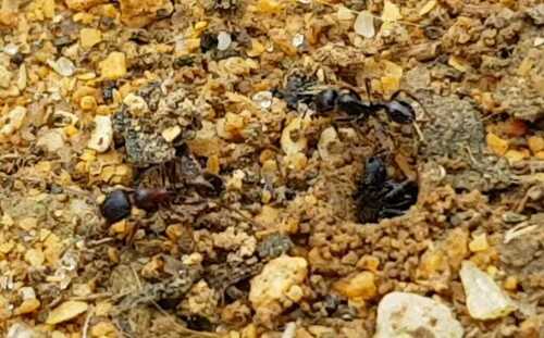 Goniomma decipiensGoniomma decipiens