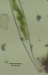 Closteriopsis longissima