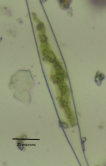 Closteriopsis longissima