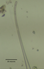 Closteriopsis longissima