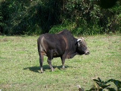 Bos