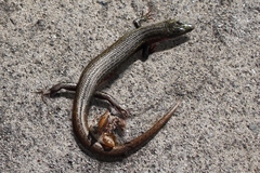 Oligosoma smithi