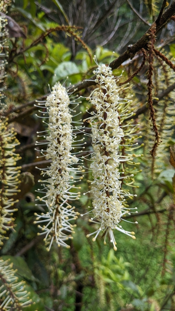 Helicia formosana (Helicia formosana)