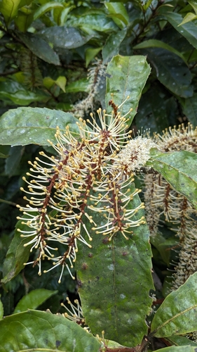 Image of Helicia formosana by (c) Cheng-Te Hsu, some rights reserved (CC BY)