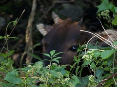 Bos