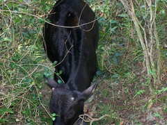 Bos