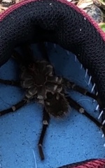 Cyrtopholis portoricae