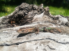 Liolaemus cyanogaster