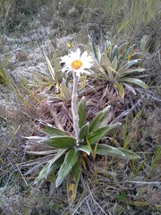 Celmisia spectabilis