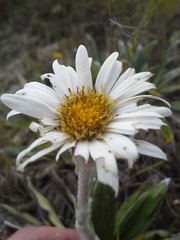 Celmisia spectabilis