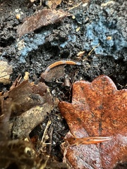 Plethodon cinereus image