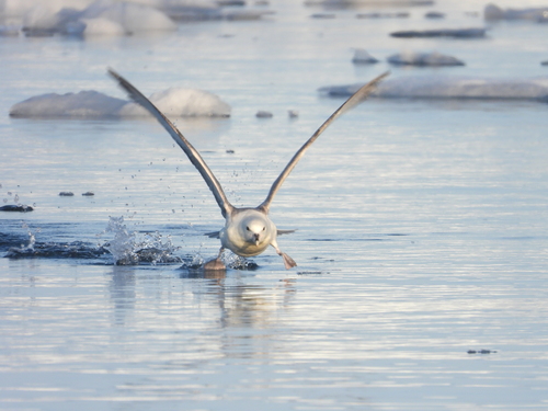 Northern Fulmar (Fulmarus glacialis)