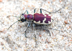 Cicindela formosa