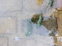 Hydrocharitaceae