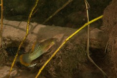 Poecilia sphenops