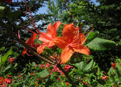 Rhododendron calendulaceum