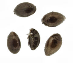 Orthoperus atomarius