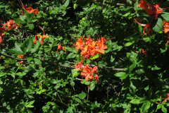 Rhododendron calendulaceum