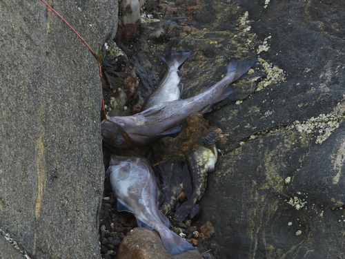 Atlantic Cod (Gadus morhua)