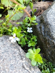 Bacopa