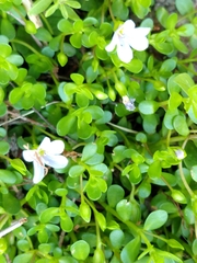 Bacopa