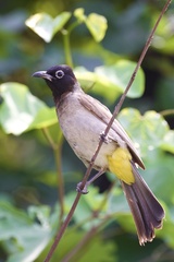 White-Spectacled Bulbul photo 3