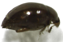 Orthoperus atomarius