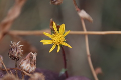 Grindelia hallii