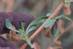 Grindelia hallii