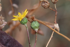 Grindelia hallii
